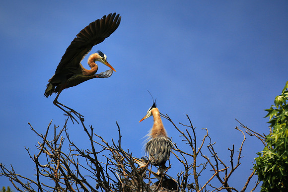 Great Blue Heron On Final Approach