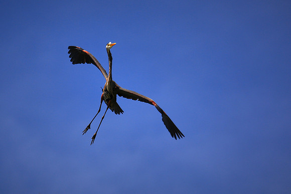 Great Blue Heron On Final Approach