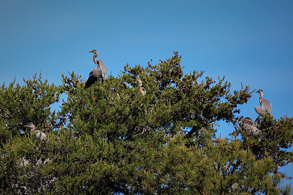 Lake Norman Blue Heron Rookery