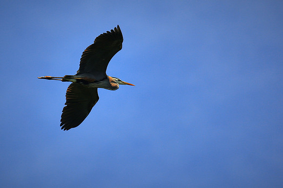 Lake Norman Blue Heron Rookery