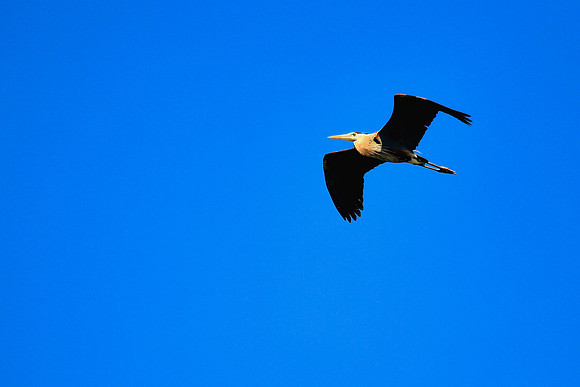 Lake Norman Blue Heron Rookery