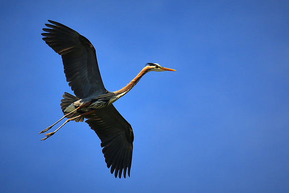 Great Blue Heron On Final Approach