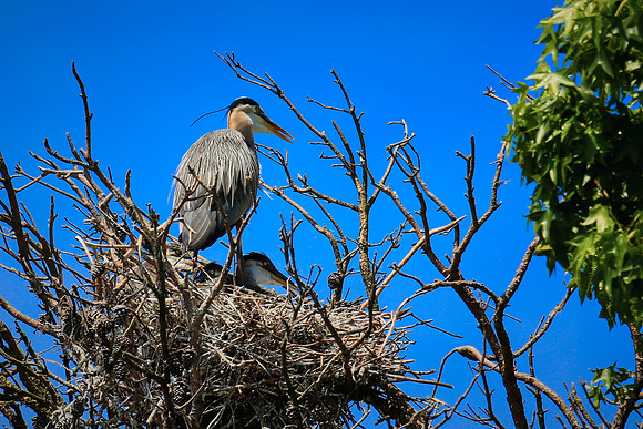 Lake Norman Blue Heron Rookery