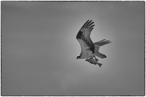 Lake Norman Osprey With Seafood Lunch