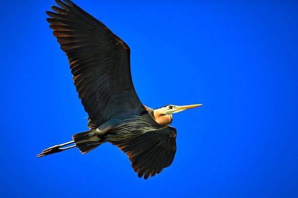 Lake Norman Blue Heron Rookery
