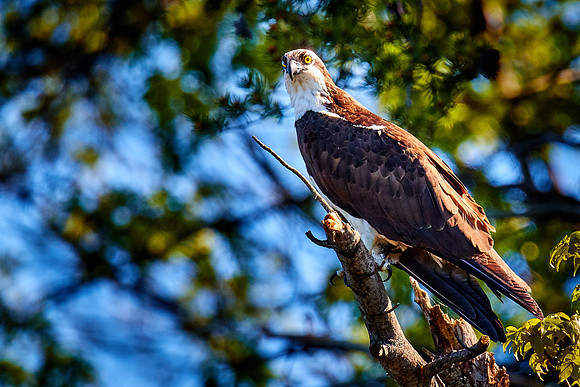 Lake Norman Great Blue Heron Rookery