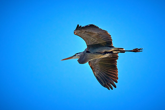 Lake Norman Great Blue Heron Rookery