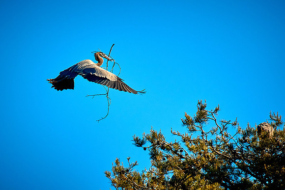 Lake Norman Great Blue Heron Rookery