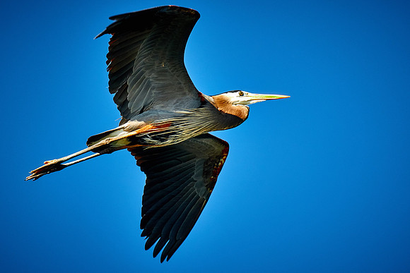 Lake Norman Great Blue Heron Rookery