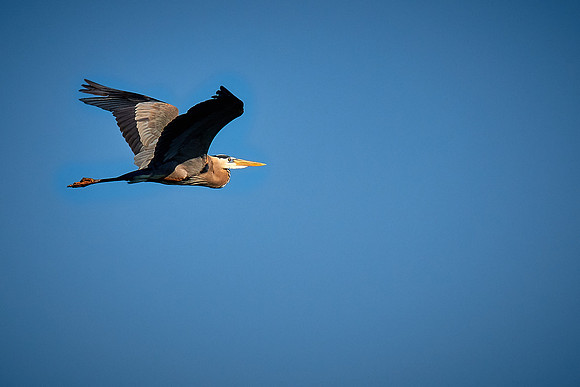 Lake Norman Great Blue Heron Rookery