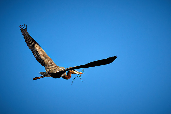 Lake Norman Great Blue Heron Rookery