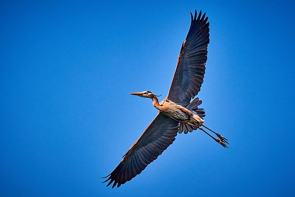 Lake Norman Great Blue Heron Rookery