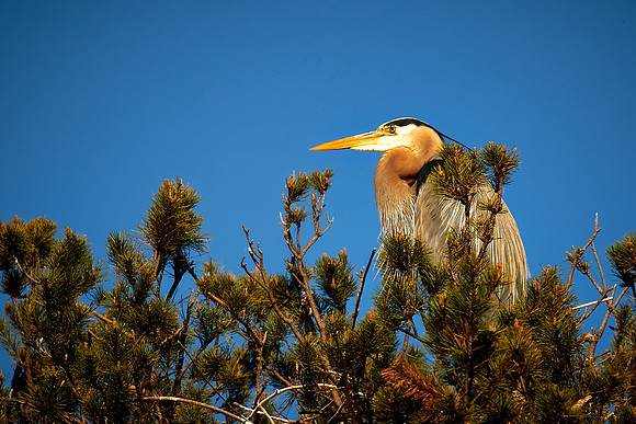 Lake Norman Great Blue Heron Rookery