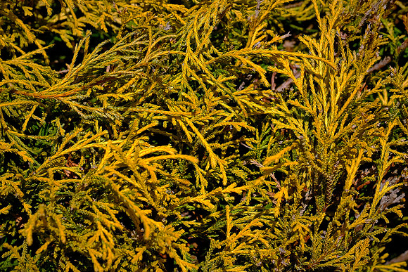 Davidson COVID-19 Walkabout