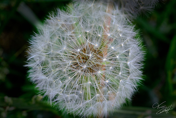 Davidson COVID-19 Walkabout