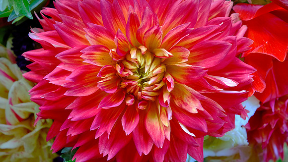 Davidson Farmer's  Market