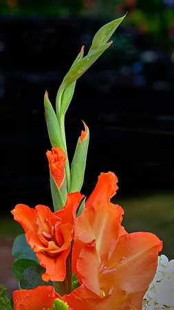 Davidson Farmer's  Market