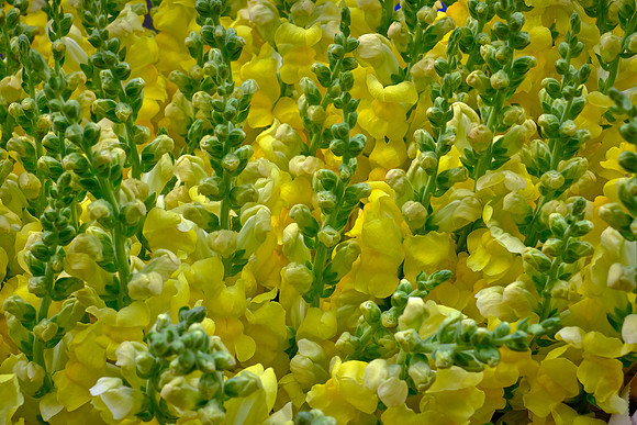 Davidson Farmer's Market