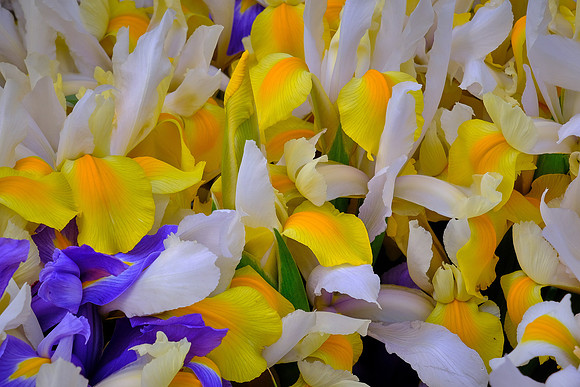 Davidson Farmer's Market