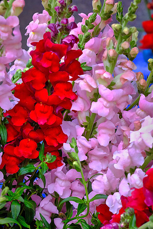 Davidson Farmer's Market