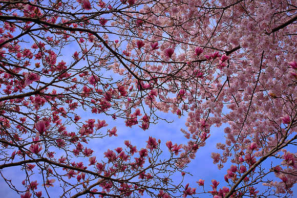 Meadowlark Botanical Garden, Vienna, VA