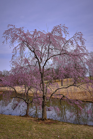 Meadowlark Botanical Garden, Vienna, VA