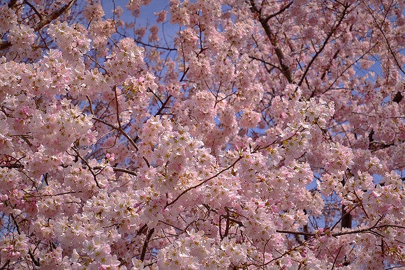 Meadowlark Botanical Garden, Vienna, VA