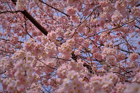 Meadowlark Botanical Garden, Vienna, VA