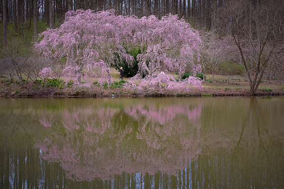 Meadowlark Botanical Garden, Vienna, VA