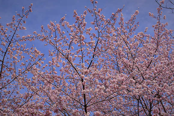 Meadowlark Botanical Garden, Vienna, VA