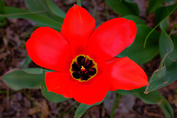 Meadowlark Botanical Garden, Vienna, VA