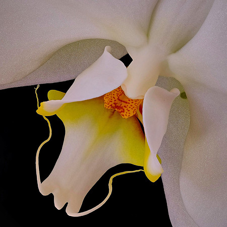 Susan's orchid
