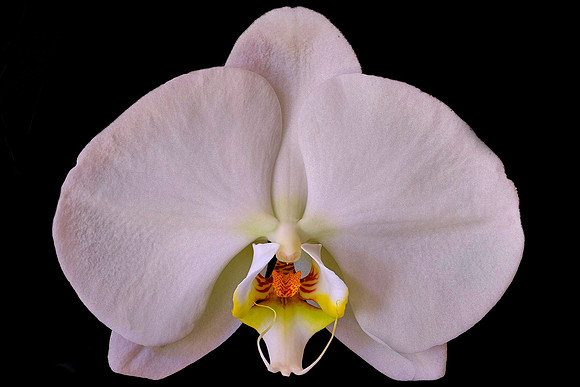 Susan's orchid