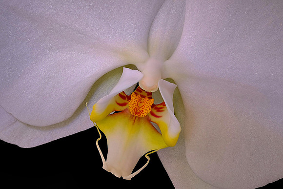 Susan's orchid