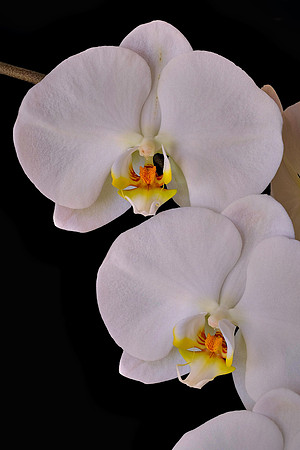 Susan's orchid