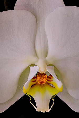 Susan's orchid