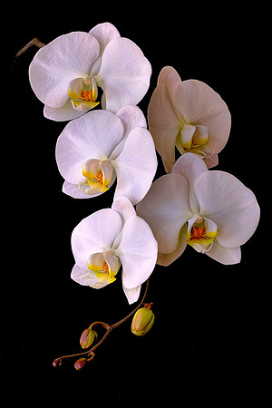 Susan's orchid