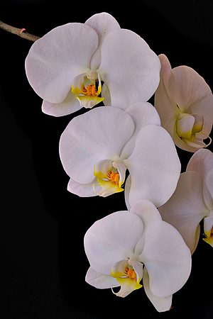 Susan's orchid