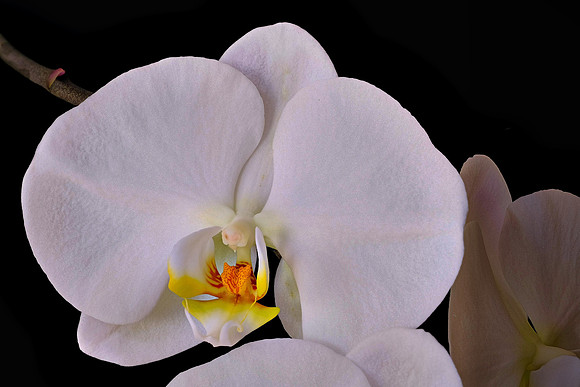 Susan's orchid