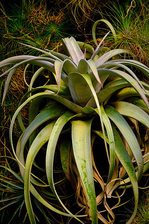 Daniel Stowe Botanical Gardens, NC (not an orchid)