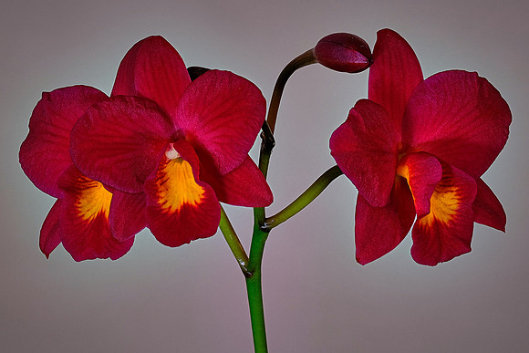 Daniel Stowe Botanical Gardens, NC Piedmont Orchid Society award winners.