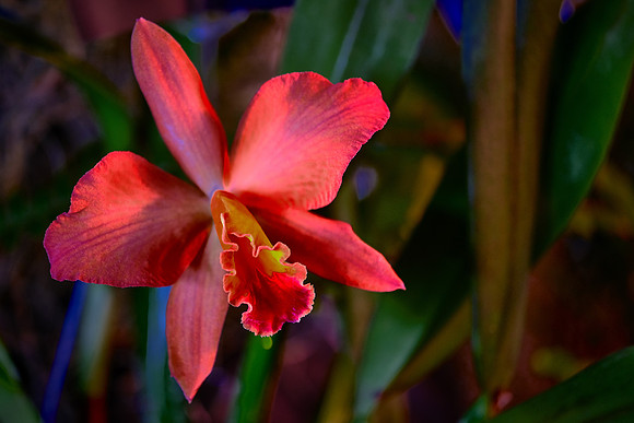 Daniel Stowe Botanical Gardens, NC Piedmont Orchid Society award winners.
