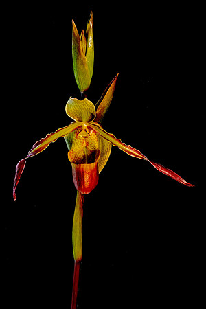 Daniel Stowe Botanical Gardens, NC Piedmont Orchid Society award winners.