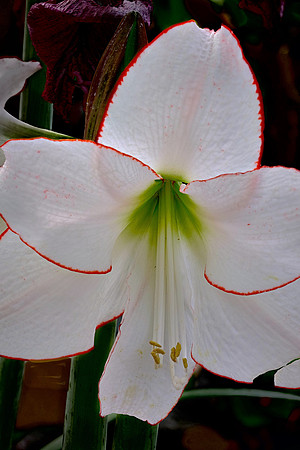 Daniel Stowe Botanical Gardens, NC Piedmont Orchid Society award winners.
