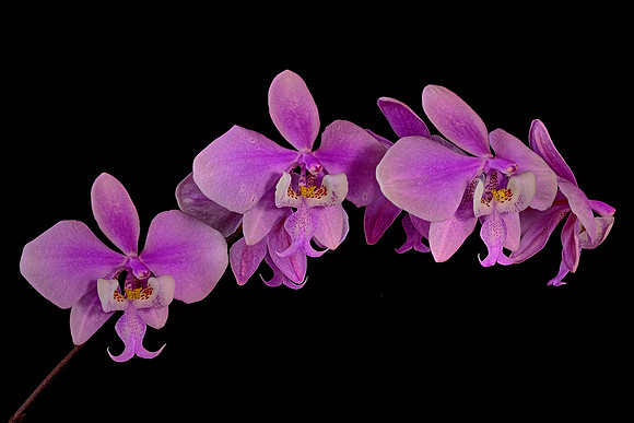 Daniel Stowe Botanical Gardens, NC Piedmont Orchid Society award winners.