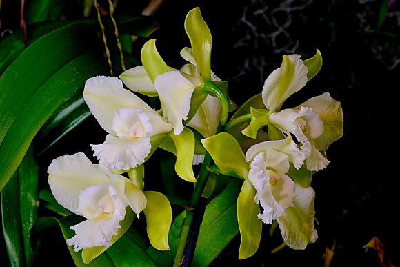 Daniel Stowe Botanical Gardens, NC Piedmont Orchid Society award winners.