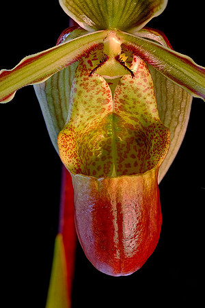 Daniel Stowe Botanical Gardens, NC Piedmont Orchid Society award winners.