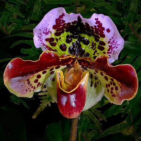 Daniel Stowe Botanical Gardens, NC Piedmont Orchid Society award winners.