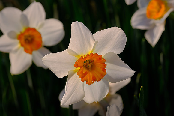 Daniel Stowe Botanical Gardens, NC