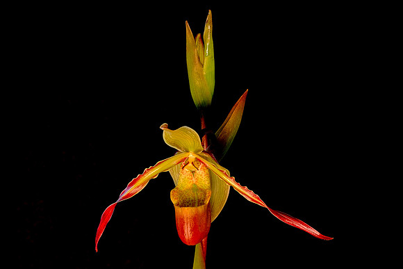 Daniel Stowe Botanical Gardens, NC Piedmont Orchid Society award winners.